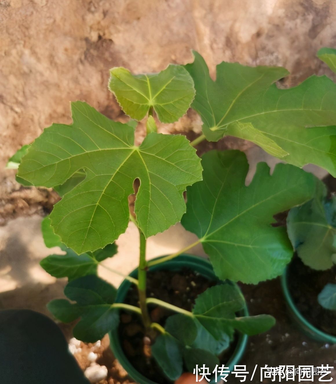 公园剪点无花果枝条，自己扦插，种到花盆里，夏天就能结果子