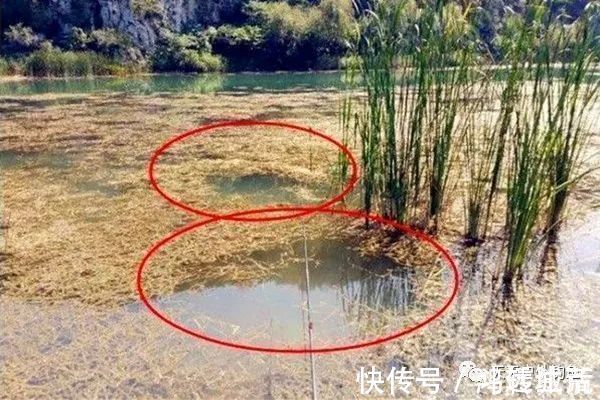 水质|钓鱼不钓草，完全瞎胡跑找个草窝就开钓，那离“扑空”不远了