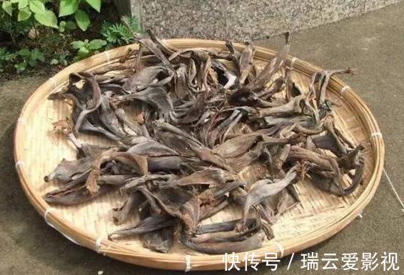 花卉|香蕉皮养花,用法可真多,泡水、混土、晒干当肥,还能擦叶子