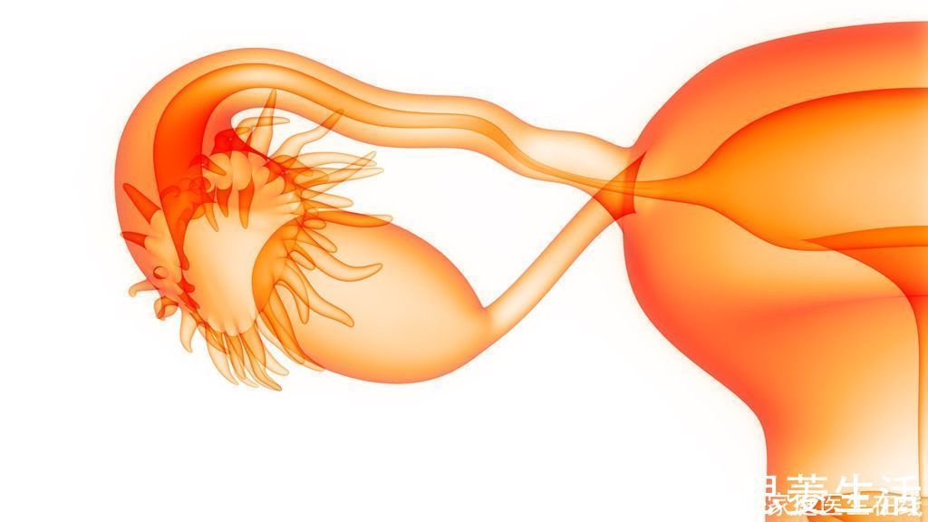雌性激素|卵巢年轻的女性不易老,留意卵巢发出来的4个信号,学到了吗?