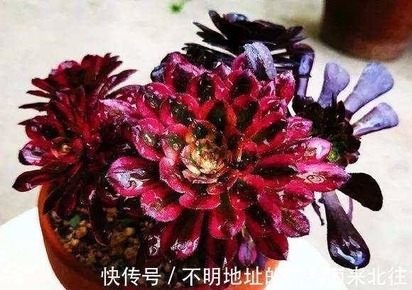 60种多肉图鉴及养护要点，1分钟学会，超全超实用！