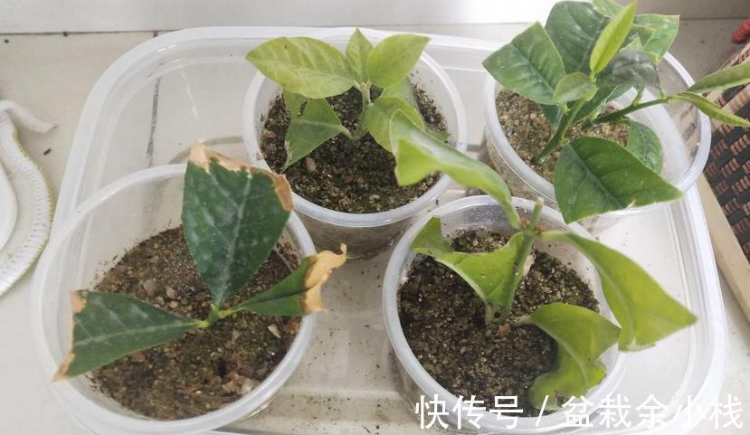要务|塑料瓶养花的妙用,选花盆的第一要务是什么