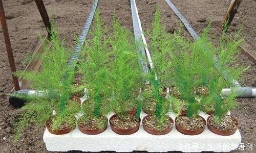 2种菜长得可真快,埋在盆里几天就能吃一茬,比养花都简单!