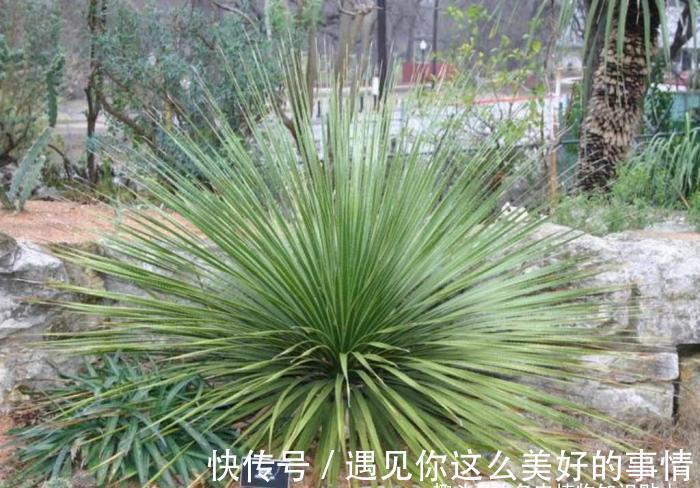 10种最耐寒的多肉植物,零下了都不会死,新手就养它们吧