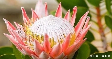 南非这象征着“胜利吉祥”的花，可是有着“花中之王”的美称