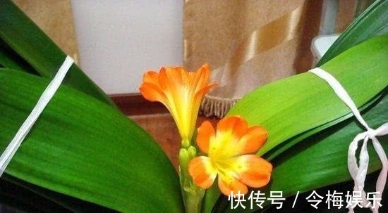 君子兰“夹箭”不开花教你2个“小技巧”,轻松解决,当月开花