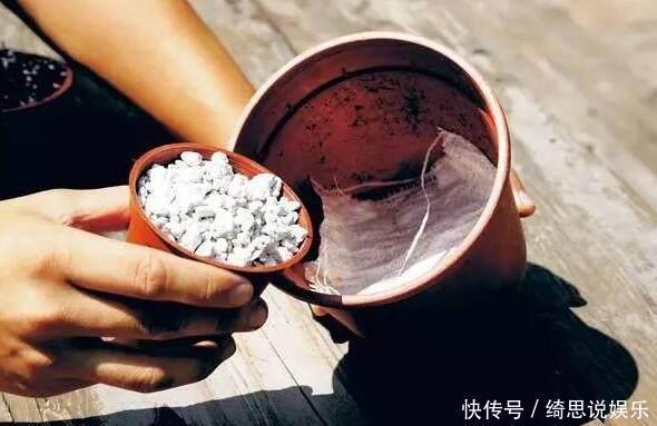 养花|养花换盆换一盆死一棵教你一招,换盆依然长势旺盛猛开花!