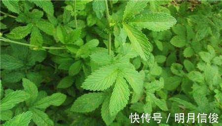 喂猪|过去用于喂猪，维C是白菜7.5倍，如今成高档野菜，四季可采