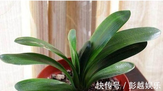 肉质根|君子兰用“它”养,10年不施肥,新芽呼呼窜,开完一次又一次!