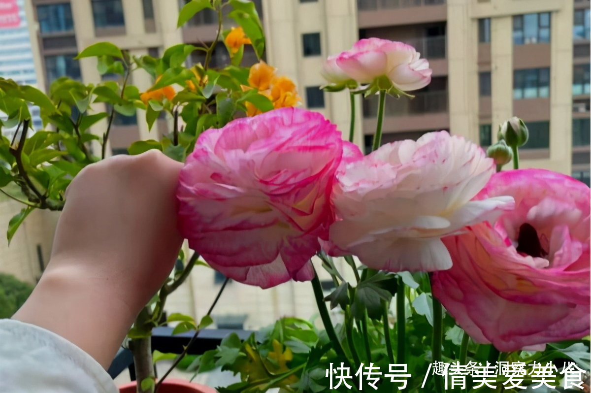 分化|被名字耽误的“三种花”,名字虽土颜值高,关键是高温夏季也勤花