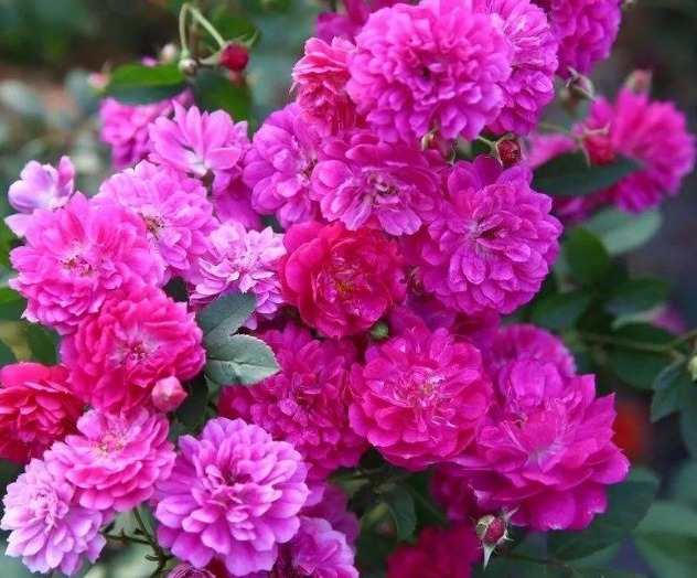 喜欢月季就养它！比菊花艳，比牡丹好养，一开300天，轻松变花海