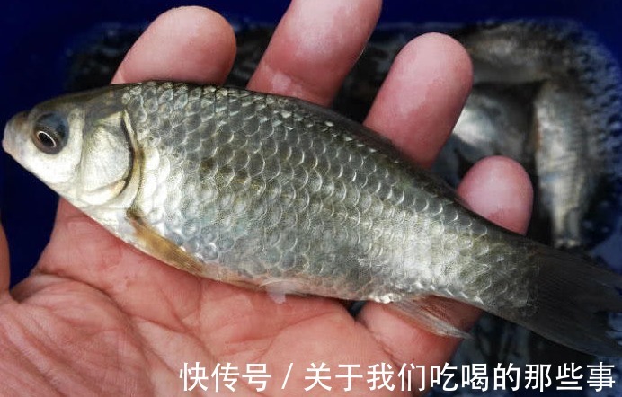 繁殖|才知道,鲫鱼分“野生鲫”和“杂交鲫”,区别很大,弄懂买不吃亏