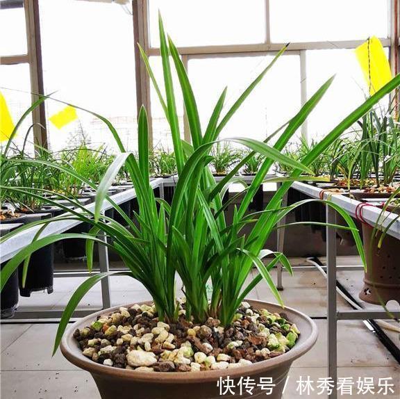 叶子|兰花移栽、换盆就死掉学会3招,养一盆活一盆,叶子飘逸花箭多