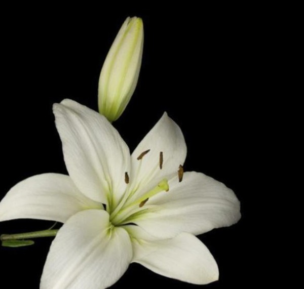 肺阴|有一味中药能养阴润肺,还能清心安神,还是一种漂亮的花