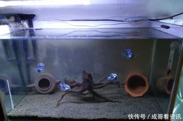 为什么迷你鹦鹉鱼成为公认的爆缸冠军,而其他观赏鱼就不行