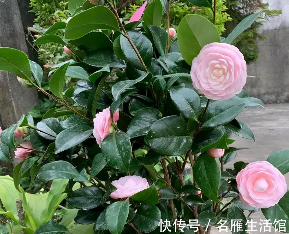 枝条|3种漂亮花,夏天长势慢,扦插正当时,操作起来生根快