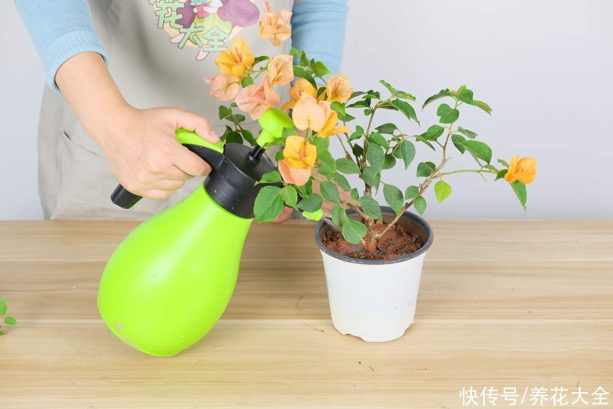 小技巧|花店老板绝不外传的5个养花小技巧,简单实用,轻松成为养花高手