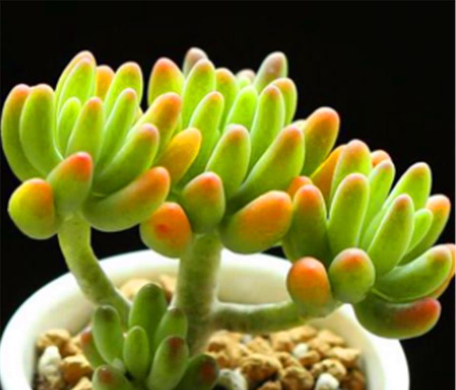 虹之玉|彩色果冻多肉中的“3朵姐妹花”,晶莹剔透颜色亮,出状态太美了