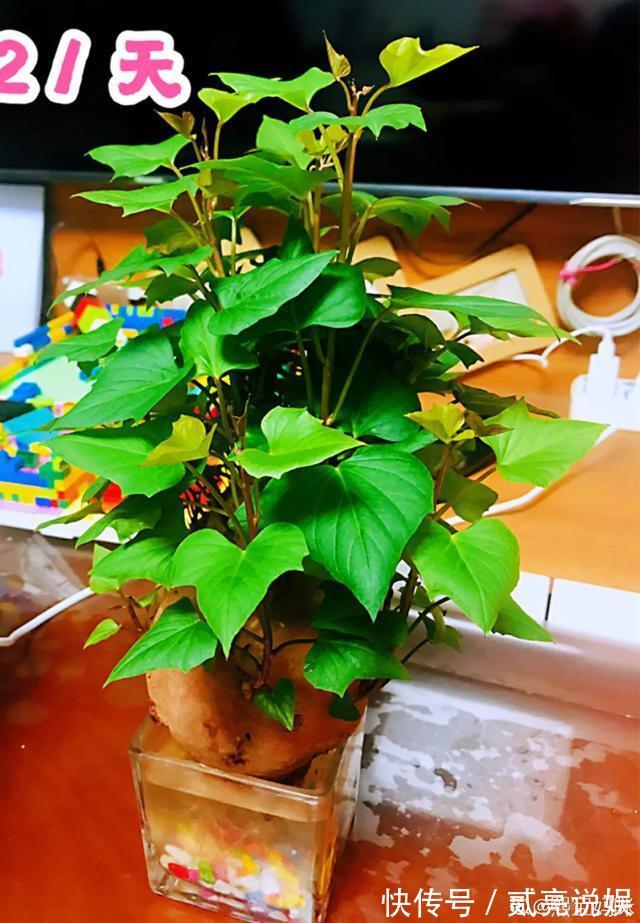 玉米粒|2个月没在家,厨房的菜变成小森林,再也不用买花了!水培蔬菜盆