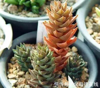 新老肉友遇到过的最多的问题都在这儿了