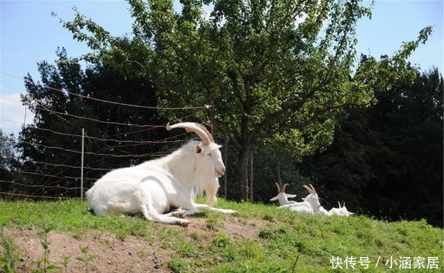 方法|盆土变硬“板结”严重,不用换土,加这3样变新土