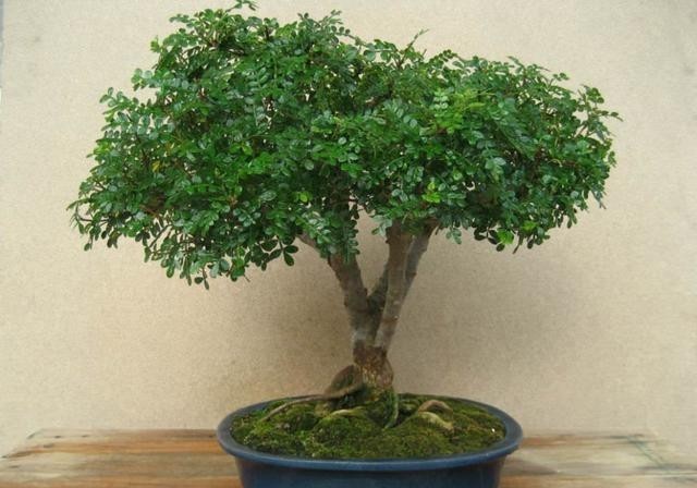 块根|比绿萝更易活,天生的盆景材料,块根植物大象树