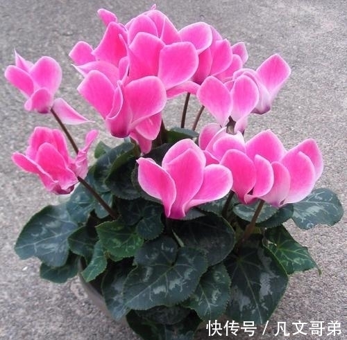 秋冬仙客来的养护用对方法,可能会一直开到夏天