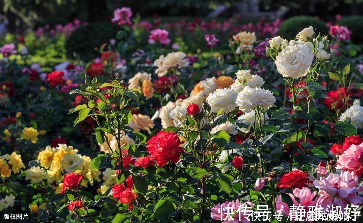 君子兰|爱吃醋的5种花,兑水喷一喷,叶子变得绿油亮,开花大又多