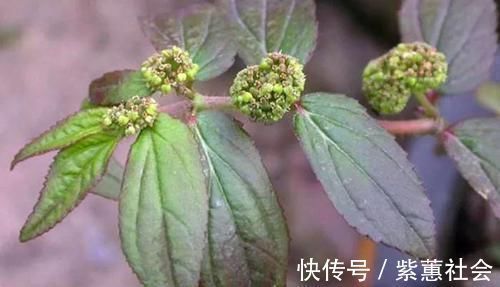 野草|农村的一种野草，对皮肤瘙痒有帮助，平时看见了不要忘了采摘