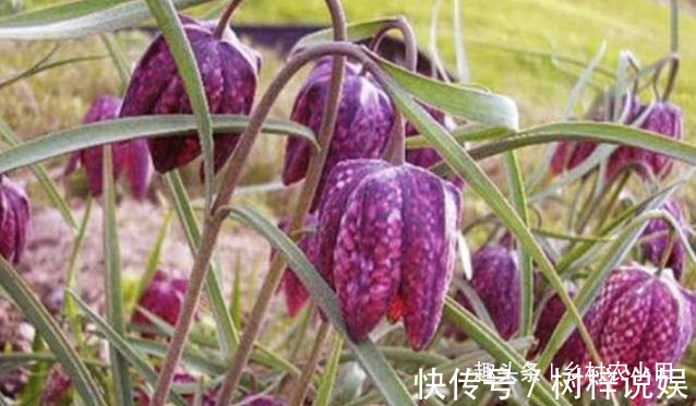 巫师|告诉家乡人,山中遇见此草,请别摘掉,目前1000多元一斤