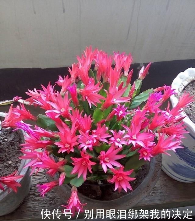 养好蟹爪兰,就看4月份,现在施肥换好盆,秋天睡醒就能赏花!