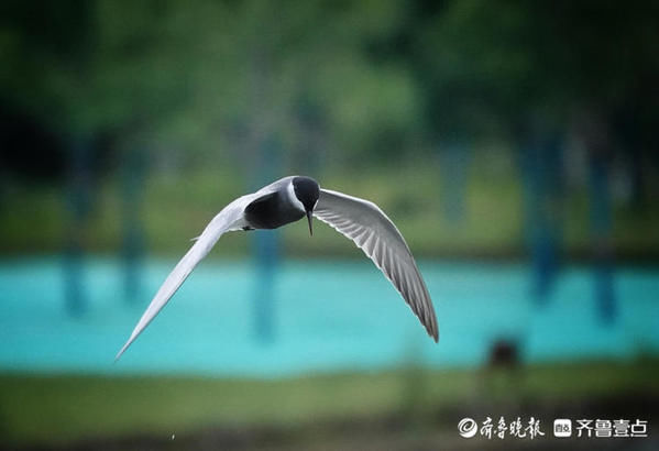 湖面|华山湖“湖”拍，几只椋鸟在湖面上飞来飞去