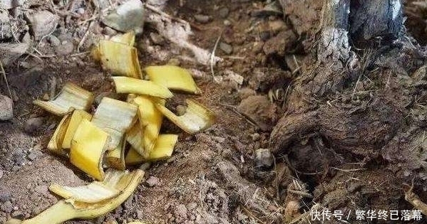 养什么花，都可以用“1斤香蕉皮”，能让叶子更油绿，开花爆满盆