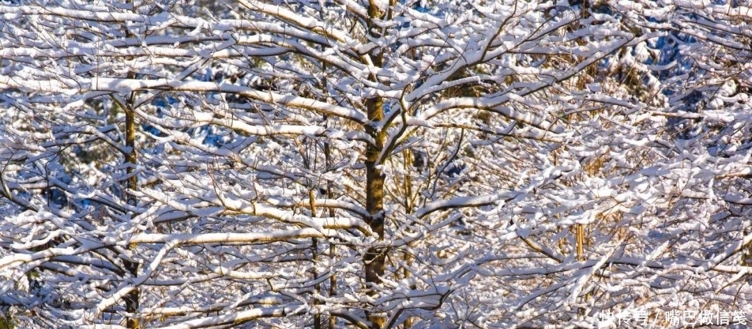 雪后初晴，与阳光相拥，武陵山的雪颜值巅峰！