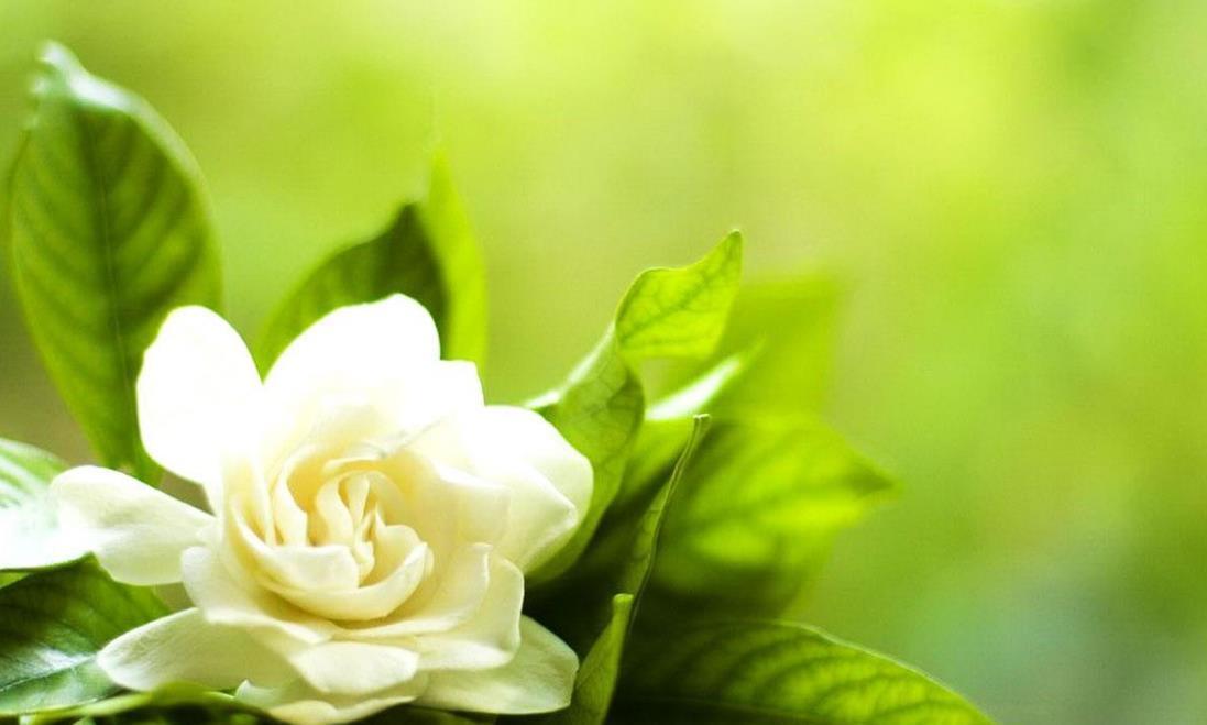 液态肥|栀子花不开花?做好几件事,满盆都是小白花