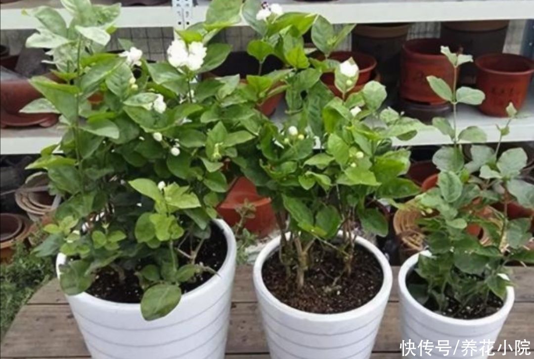 家庭养花，常犯的“3个错误方法”，及时改掉，才能养好花