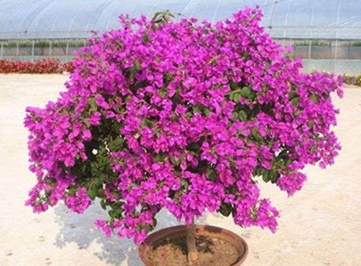 “小黄豆”作用大,三角梅盆栽加点它,呼呼直窜,一年长成大花树