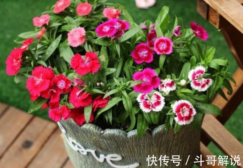 家里一定要养4种花，1盆顶“5盆”，好养又漂亮，满屋飘香！