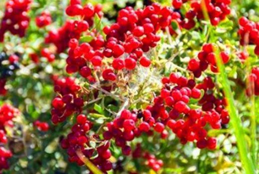 养颜|想长寿要先会吃，3种食物不可少，排毒养颜，身体棒棒哒！