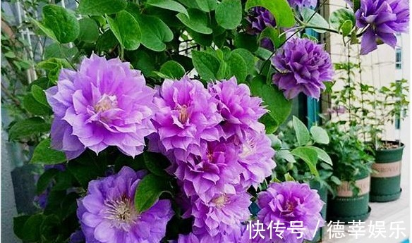 姐姐在小院里种一种花,开花实在太漂亮,路过的人没有不夸的