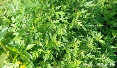 女人冬季养子宫,不妨常喝此汤,促进寒气排出,子宫更加温暖