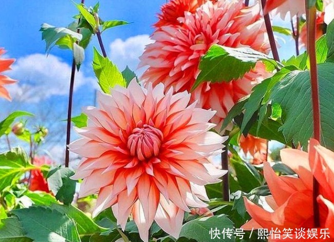 财运|养花就养3种花，家里养一盆，开花漂亮财运来，一养就上瘾