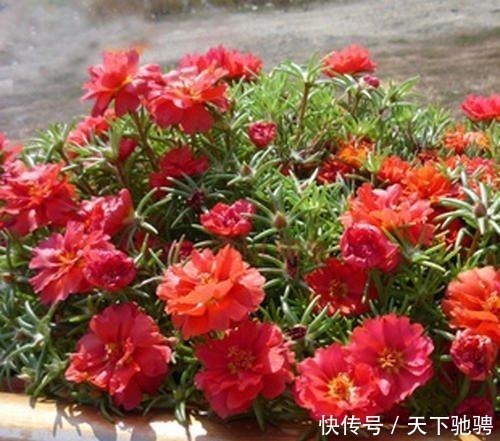 茉莉|6种花,再舍不得也要“搬出去”,越狠狠晒,越满头开花!