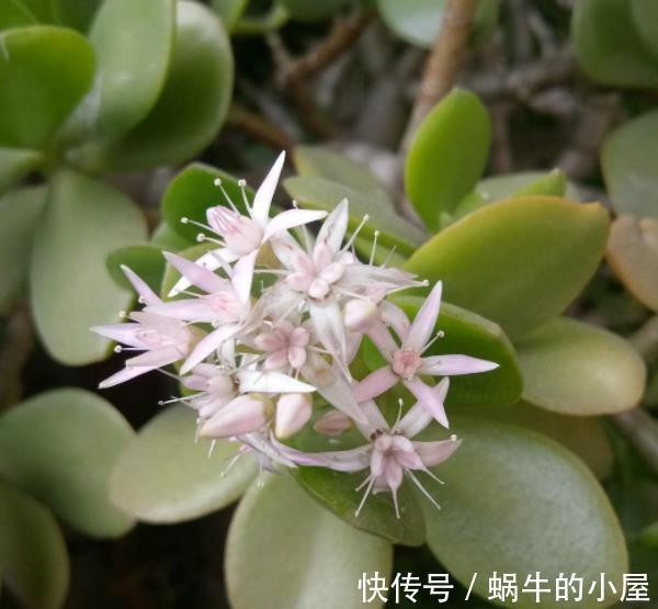 养了4年的玉树终于开花了,毫无保留分享经验给你,新手也会养