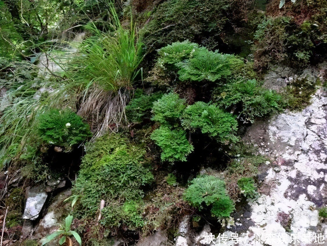 观赏价值|路边遇见三种小植物，建议及时移栽，个个是好盆景