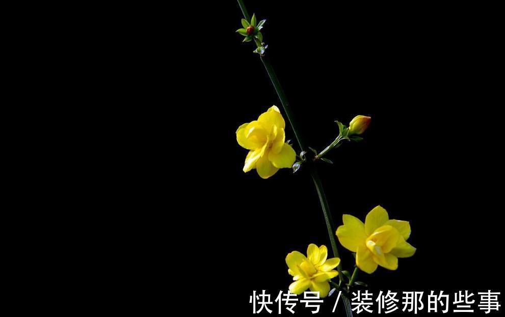 盆景养护，迎春花只有根没有干还能养吗，你了解过嘛