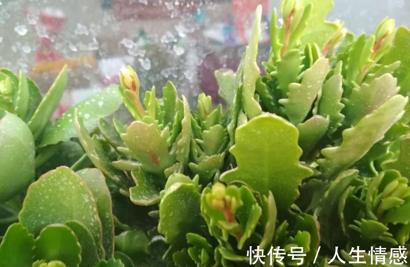 施肥|为什么你的长寿花养不活?看我是如何将长寿花养的粗又壮的!