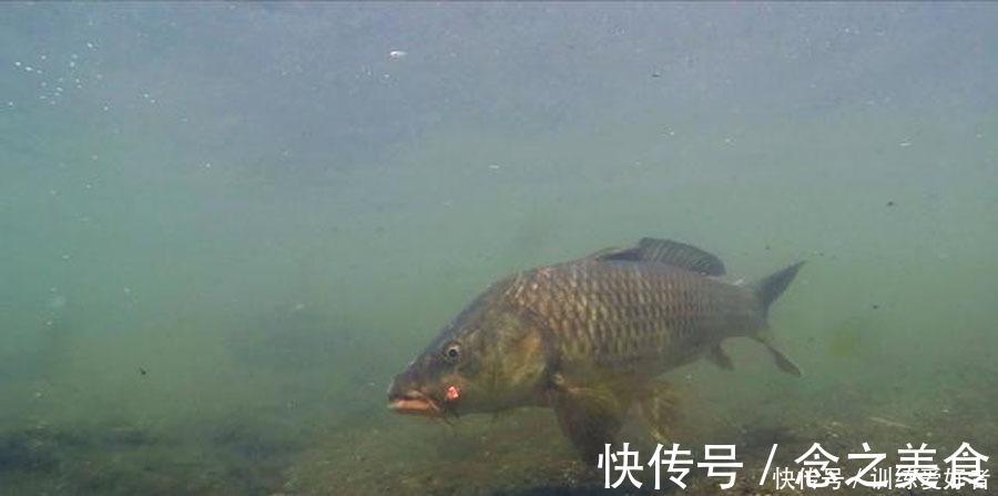 黑坑如何解决水底“酱层”问题的我提供3种方法