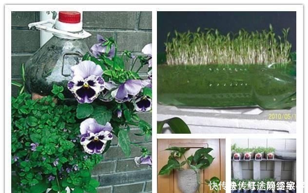 用完的洗衣液瓶千万别扔，它大有妙用！