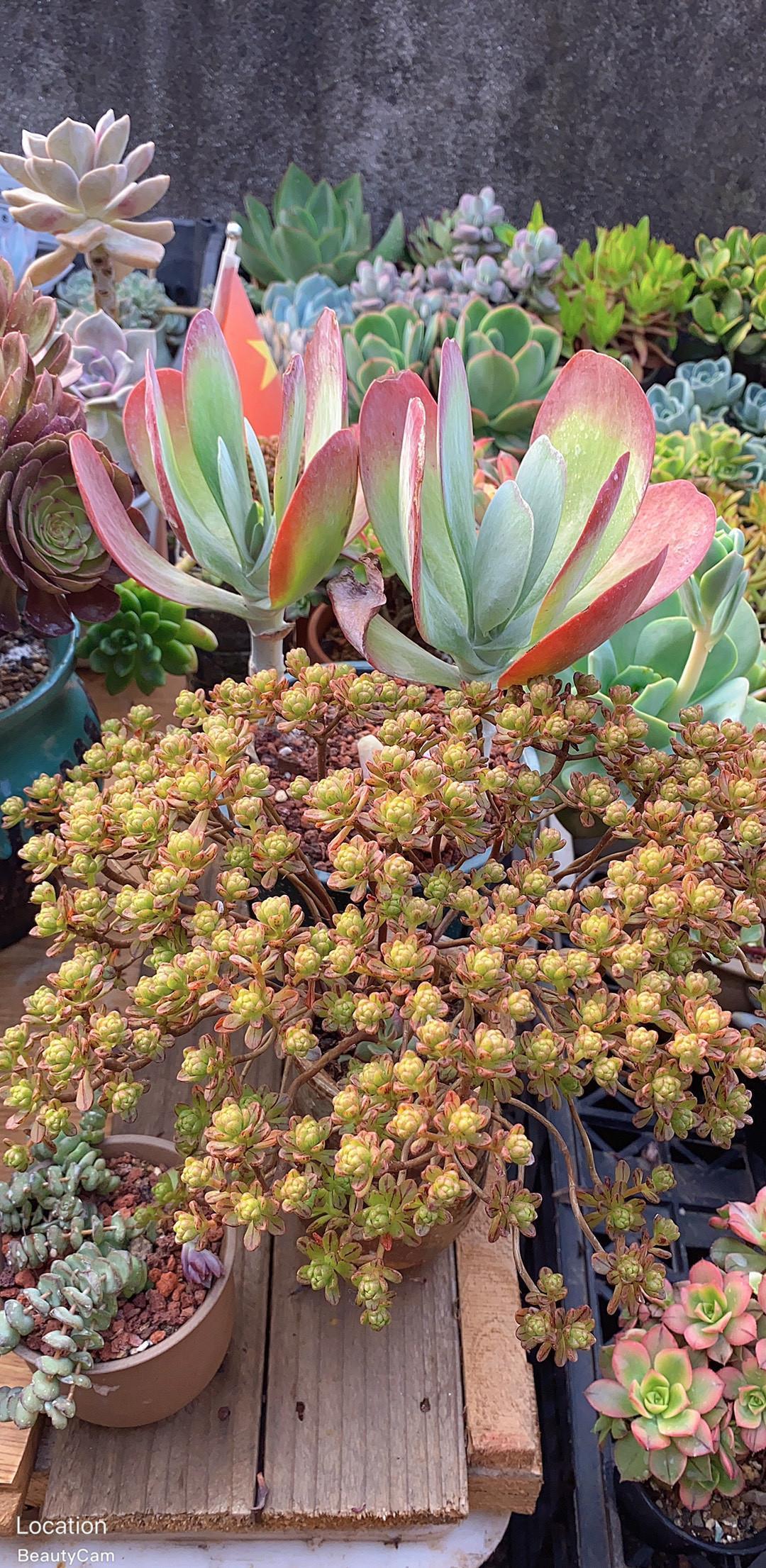 多肉植物|3种“不起眼”的多肉,原本无人问津,后期成网红抢手货,抢着要